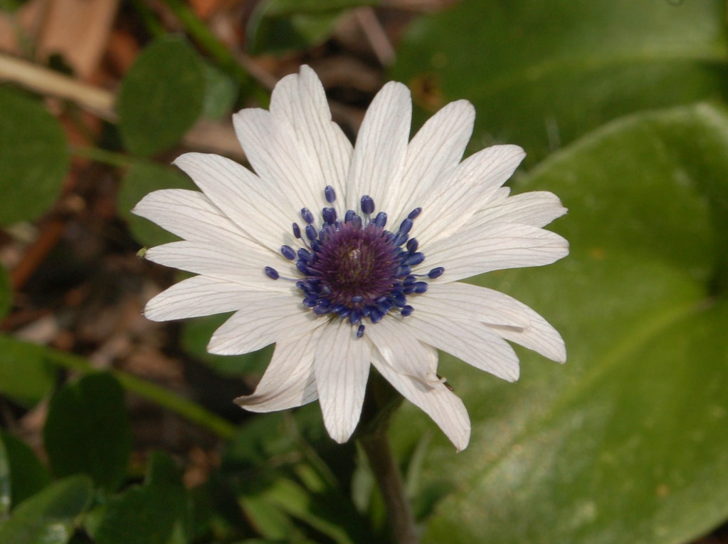 Anemone hortensis / Anemone stellato, a. fior - stella